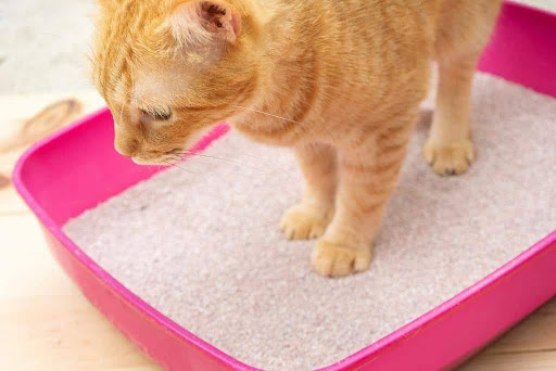 What Possible Danger Can Happen While Using Clumping Litter