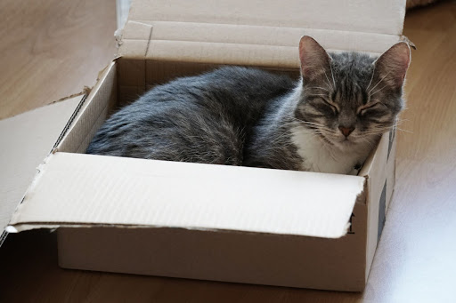 What To Do If Cats Start Avoiding the Litter Box