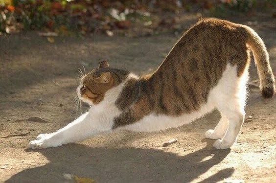 Why Your Cat Stretches Back Legs