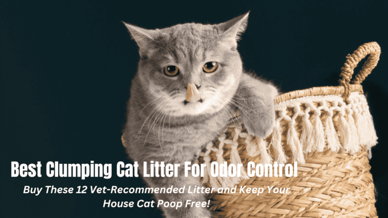 Best Clumping Cat Litter For Odor Control