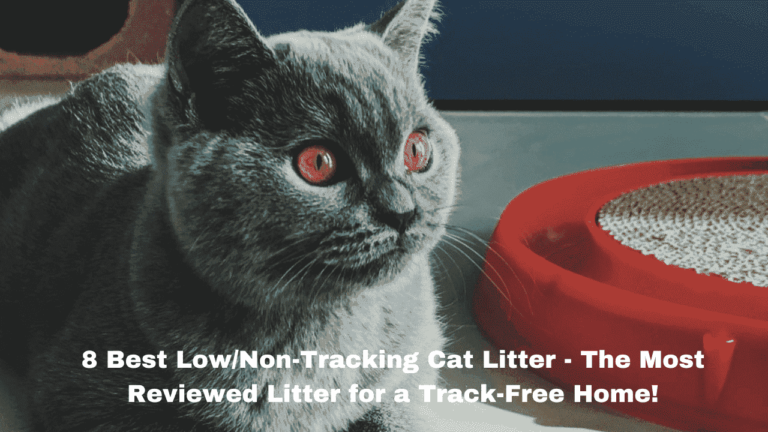 Best Non-Tracking Cat Litter