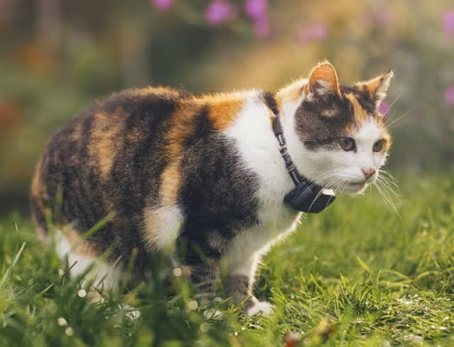 Consider Safety Precautions For Your Cats In Both Indoor and Outdoor–With or Without Tracker