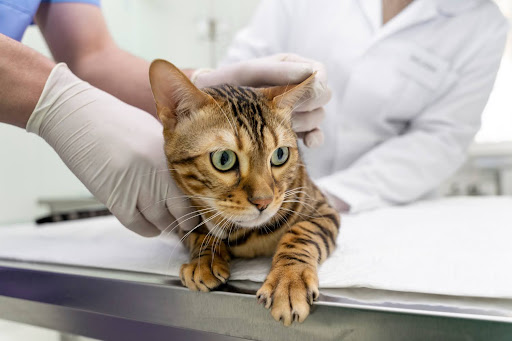 Traditional Method: Microchipping a Cat