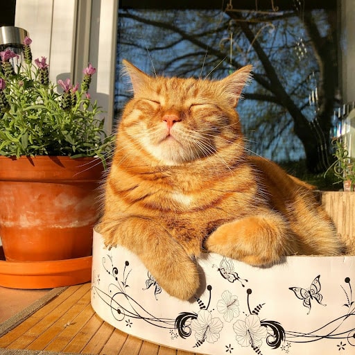 Some Common Misconception Surrounding Orange Cat