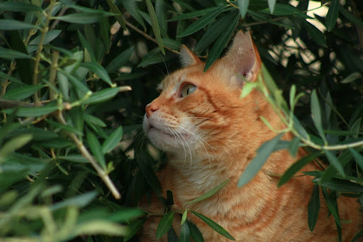 Why Are Orange Cats Misunderstood