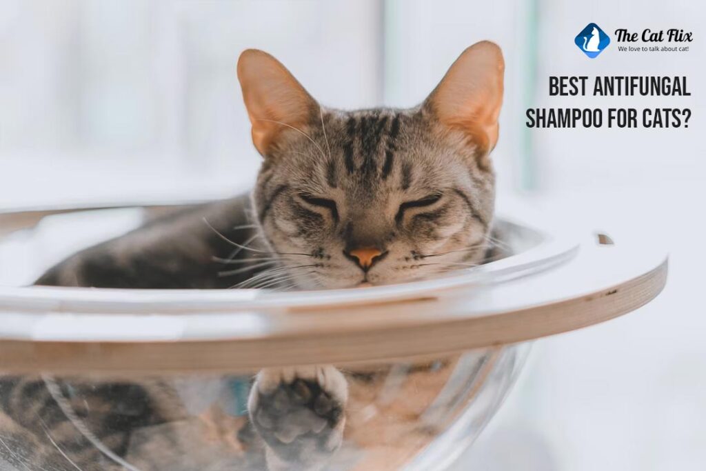 10 Best Antifungal Shampoo For Cats VetReviewed Top Choices For Your Cat’s Healthy Skin and Coat!