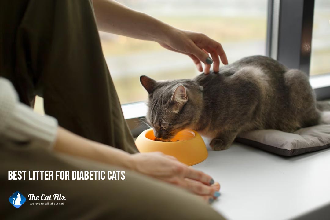 best litter for diabetic cats