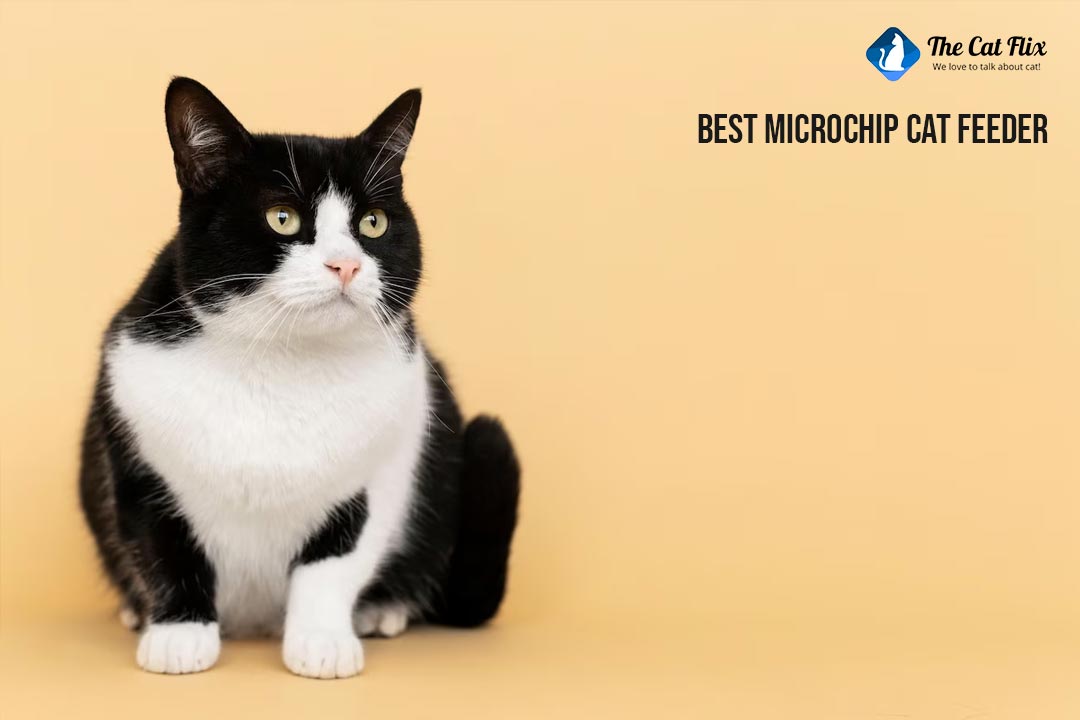 Best Microchip Cat Feeder