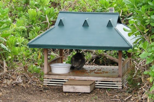 9 Ways to Make Cat-Friendly Garden or Outdoor Space