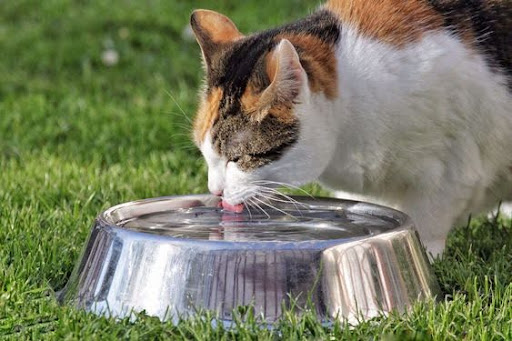Fresh Water Source for cat
