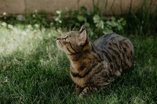 How to Create a Cat-Friendly Garden or Outdoor Space