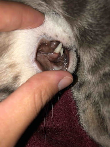 Understanding Cat’s Oral Health
