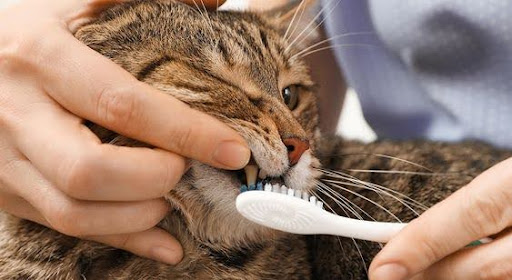 What Should You Do to Take Dental Care of a Cat