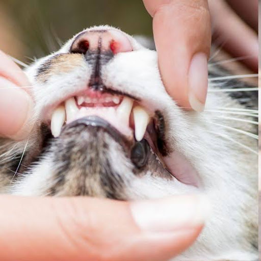 When Should I Seek Veterinary Care for Black Gums on Cat