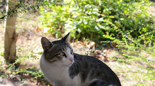 Why Is an Enriching Outdoor Space Crucial for Cats