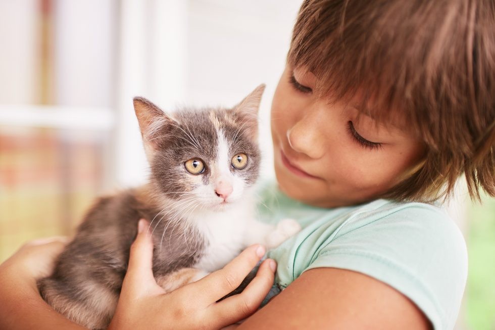 Factors to Consider When It’s About ‘Choosing the Right Cat Companion’