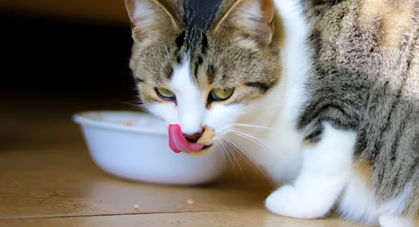 Are there any specific ingredients that you should avoid while preparing cat food recipes