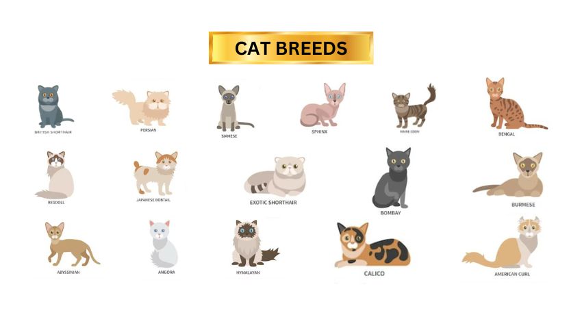 What Are The Characteristics Of Various Cat Breeds