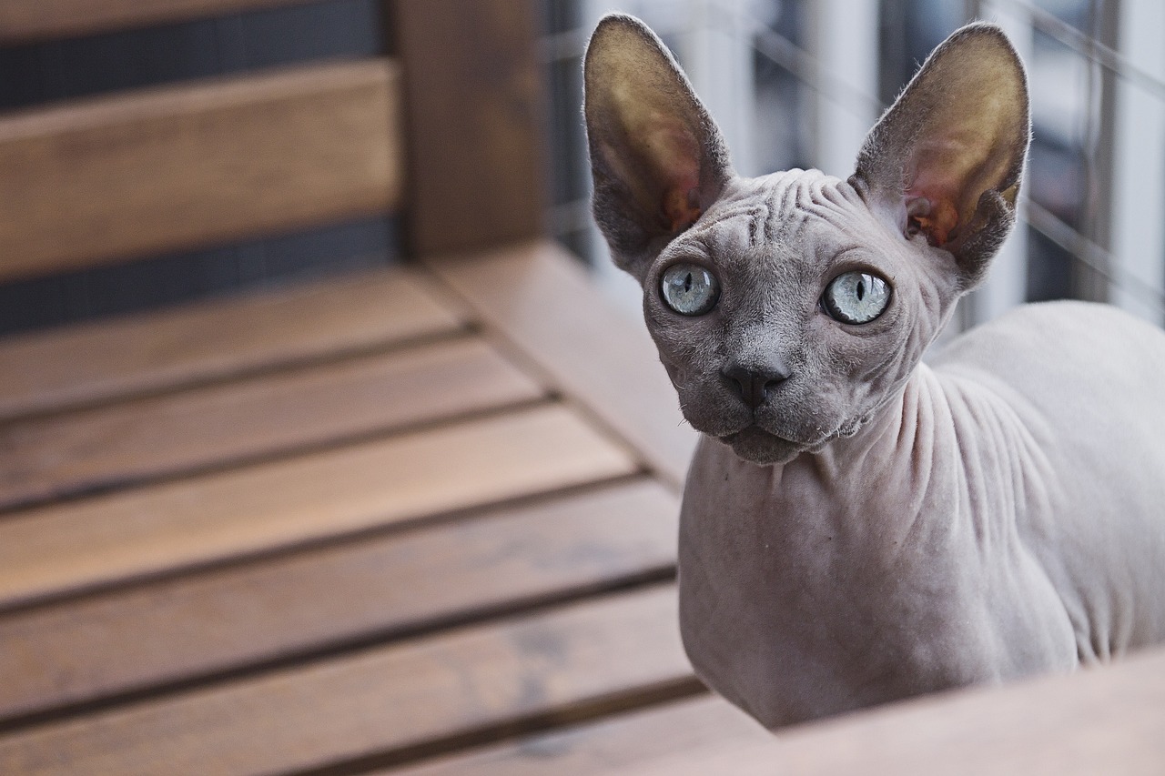 Sphynx