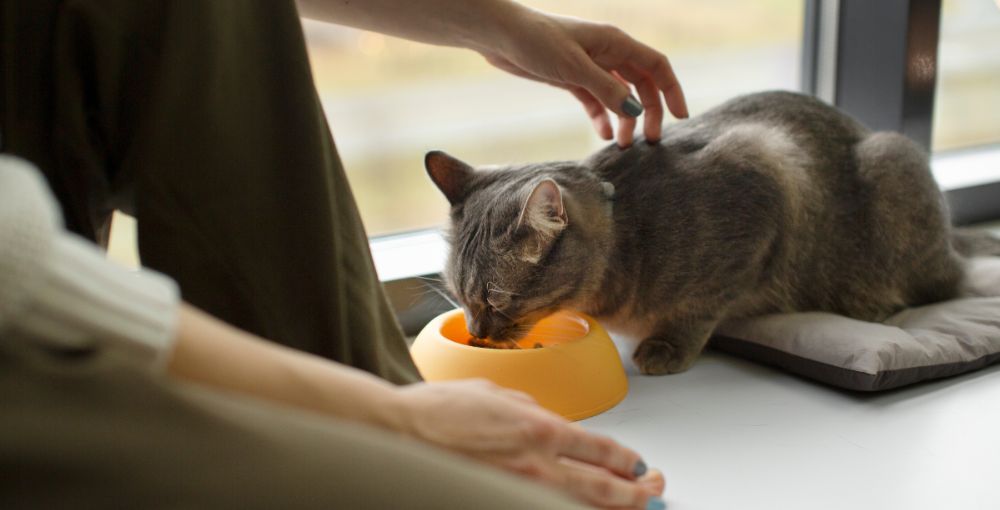 Does any physical abnormality affect cats' behavior?