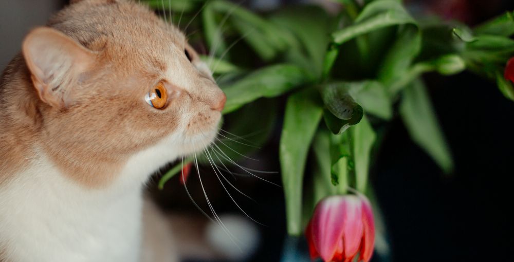 Eating houseplants