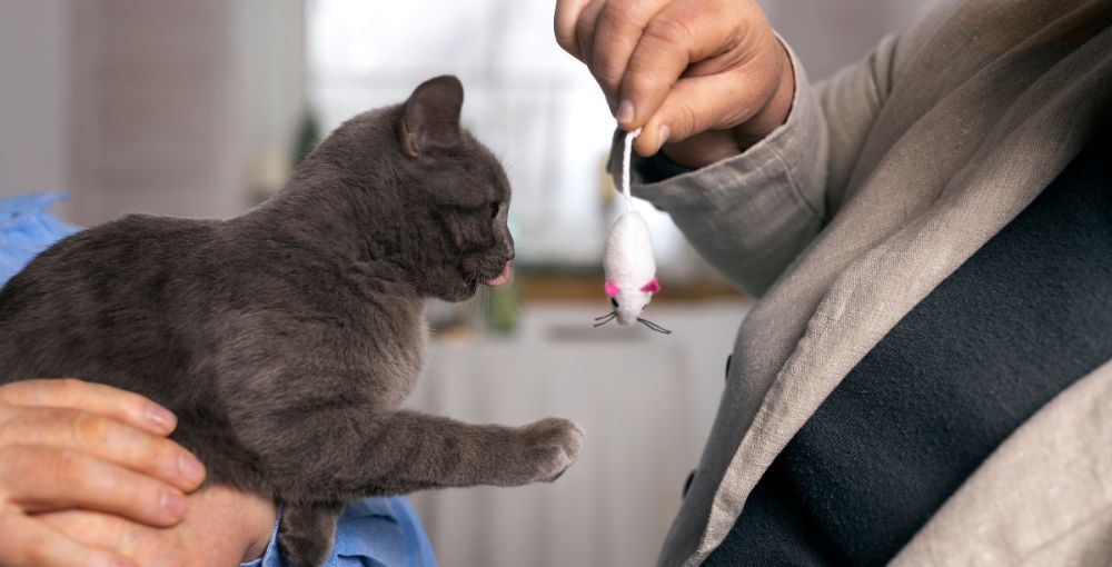 How can you help your cat solve its behavioral problems?