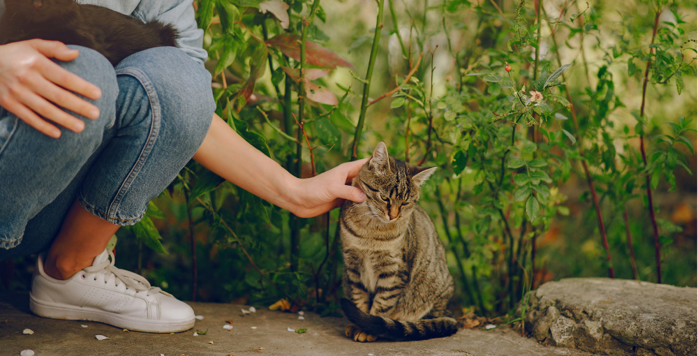 Environmental Enrichment for Your Senior Cat