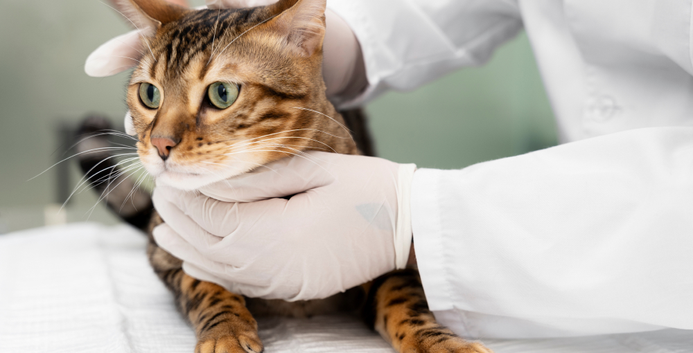 Preventative Care to Keep Your Senior Cat Healthy 