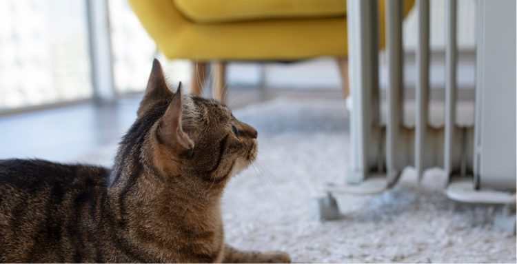 Furniture Idea #2: Scratching Posts