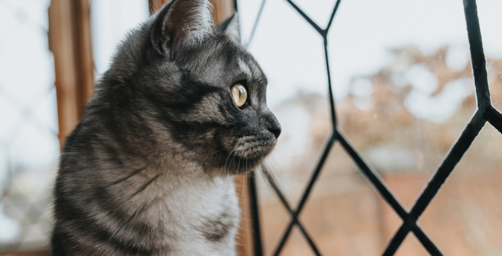 Behavioral Symptoms of a Stressed Cat