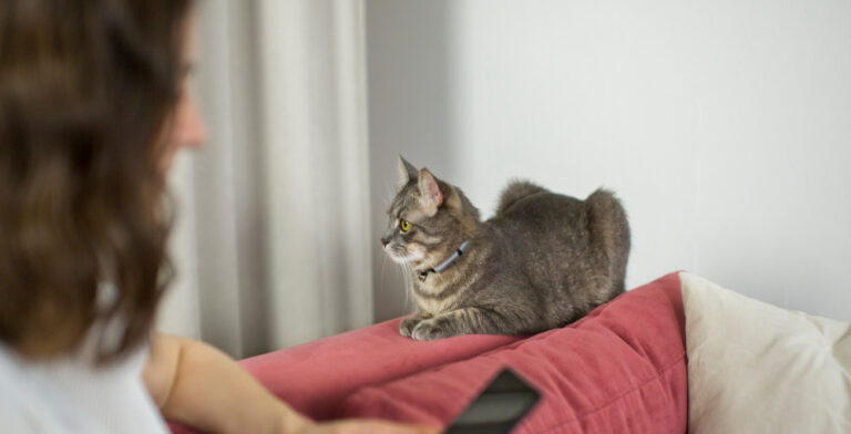 Signs Your Cat Might Have Anxiety: What to Look For?