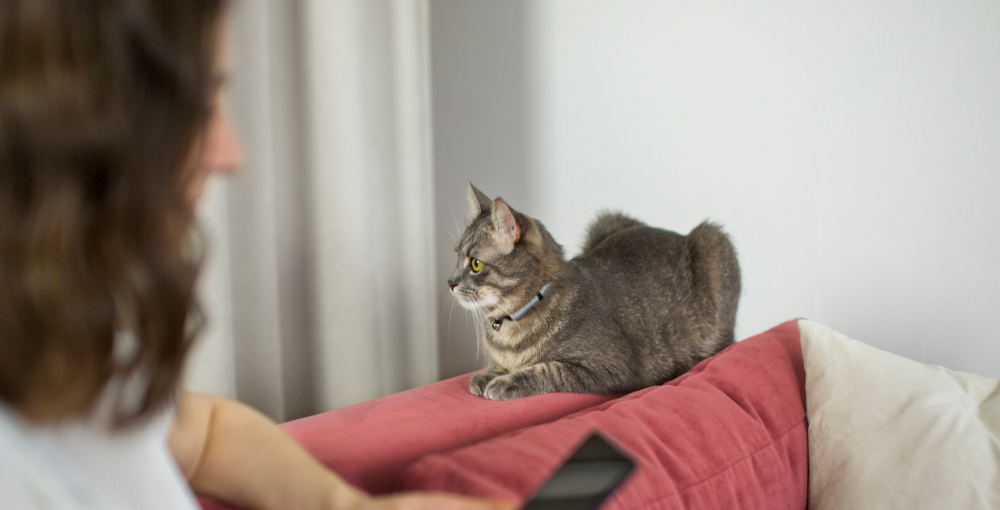 Signs Your Cat Might Have Anxiety: What to Look For?