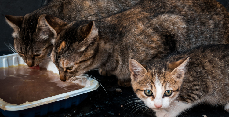 What to do if a cat eats something toxic