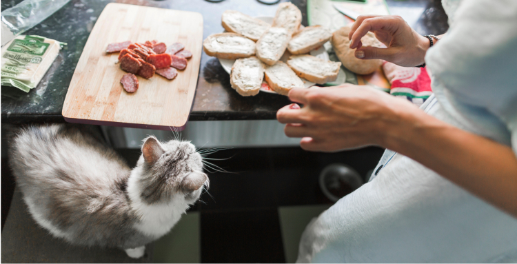 What To Do If My Cat Ingest Foods That Are Toxic