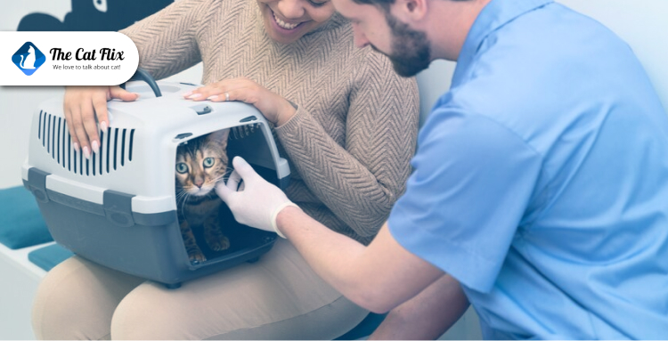 Pre-Trip Preparations for Cat Travel