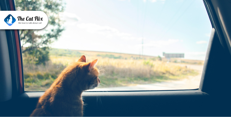 Create a Comfortable Car Environment for Your Cat