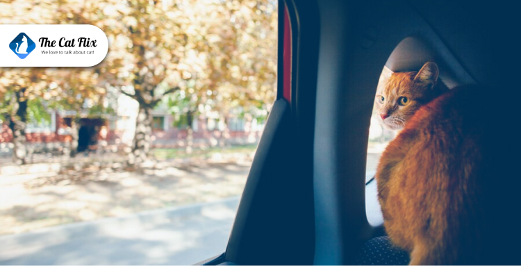 Planning Long Road Trips with Your Cat: Breaks, Safety, and Comfort