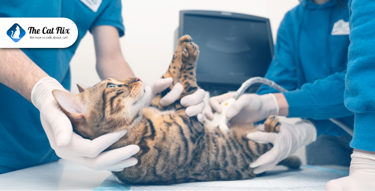 Diagnosis and Treatment for Kidney Disease in Cats