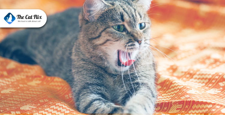 How to Manage Seasonal Allergies in Cats