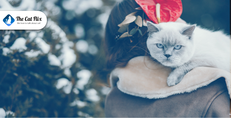 Preparing Your Cat for Winter Months