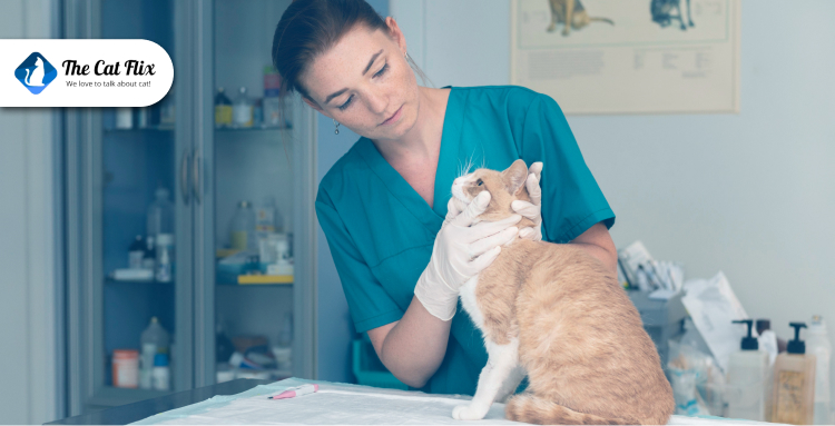 Treatment and Management of Kidney Disease in Cats