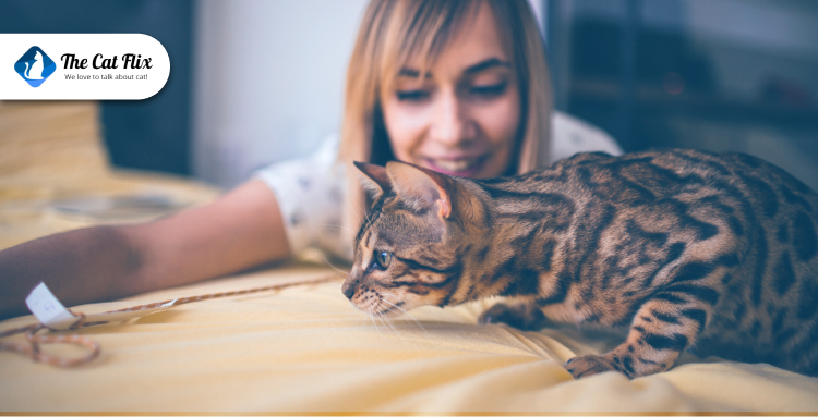 What are Seasonal Causes of Allergy in Cats?