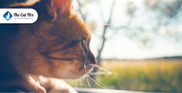 What to Do if Your Cat Gets Car Sick During Road Trips