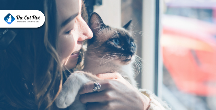 Best Ways to Bond with a New Cat