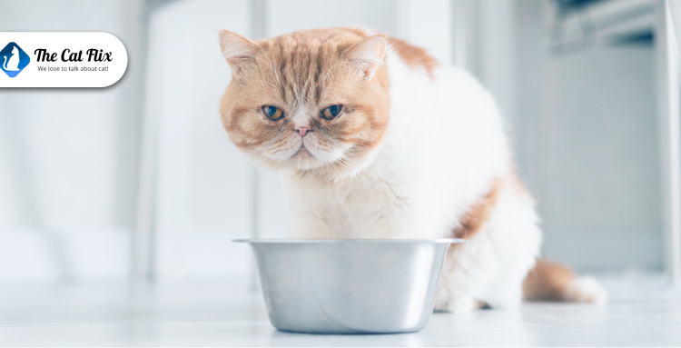 Cat Overweight But Not Overeating – Why and What You Need to Do