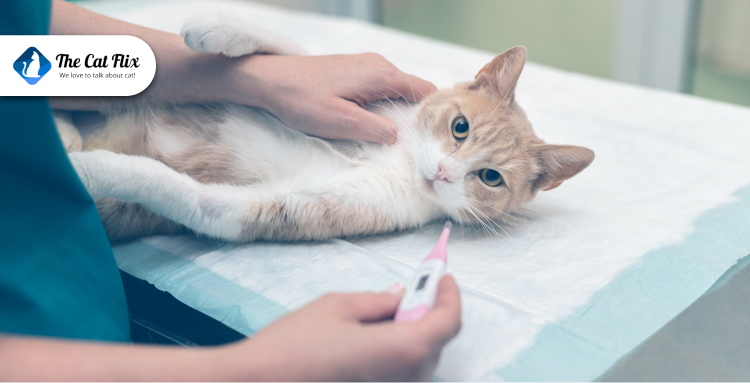 Do Medical Conditions Cause Weight Gain in Cats?