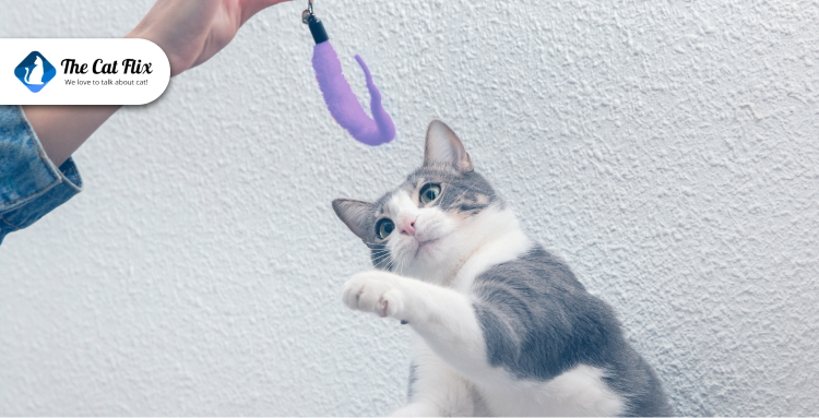 How to Rotate Cat Toys to Keep Your Feline Engaged