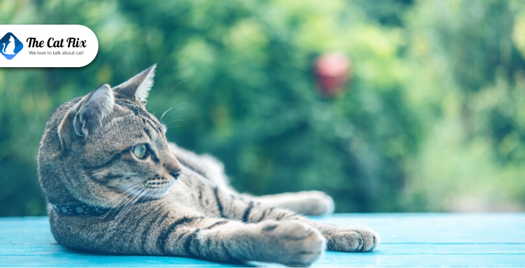 How to Keep Cats Cool During Heat Waves