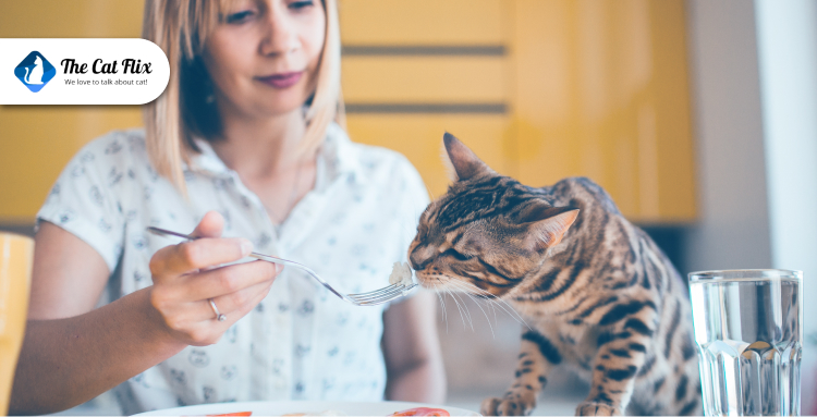 ntroduce-a-New-Diet-to-Your-Cat