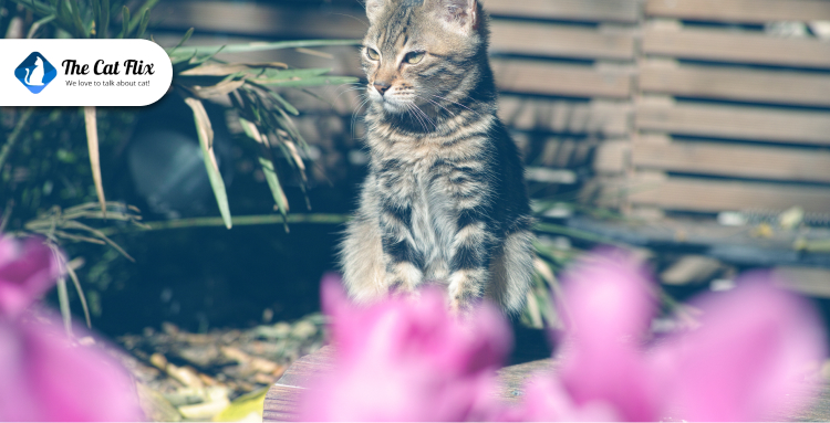 How to Manage Your Cat Shedding in Spring and Summer